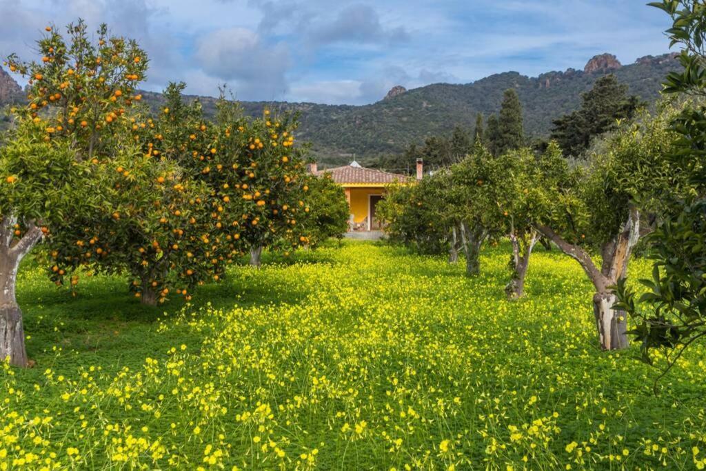 A Charming Country Cottage + Bikes And Kayaks Bosa Esterno foto