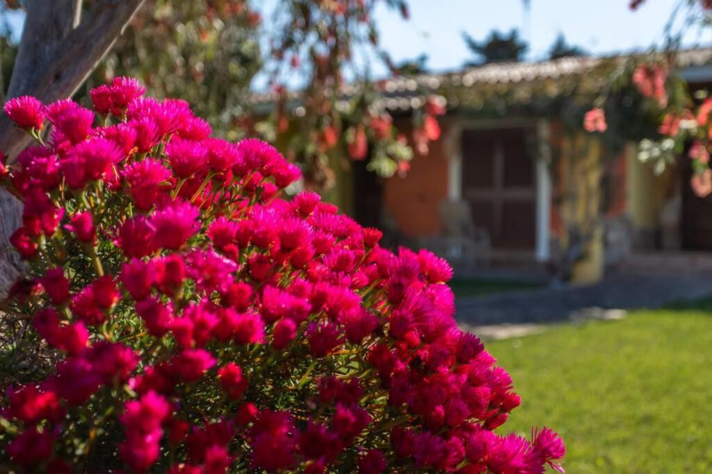 A Charming Country Cottage + Bikes And Kayaks Bosa Esterno foto