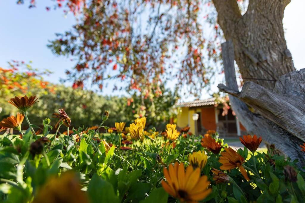 A Charming Country Cottage + Bikes And Kayaks Bosa Esterno foto